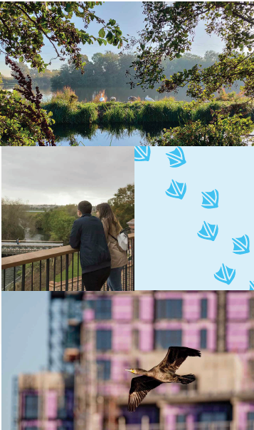 A montage showing a view of the lake, people looking at the view, a bird in a bush, and a bird in flight. 