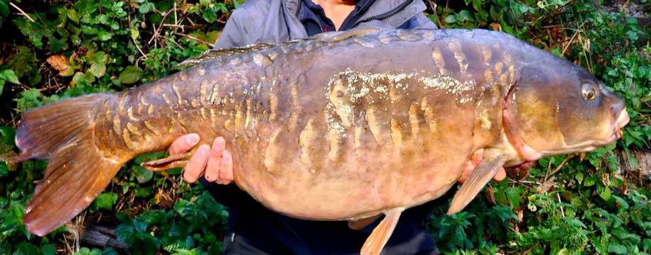 Large carp