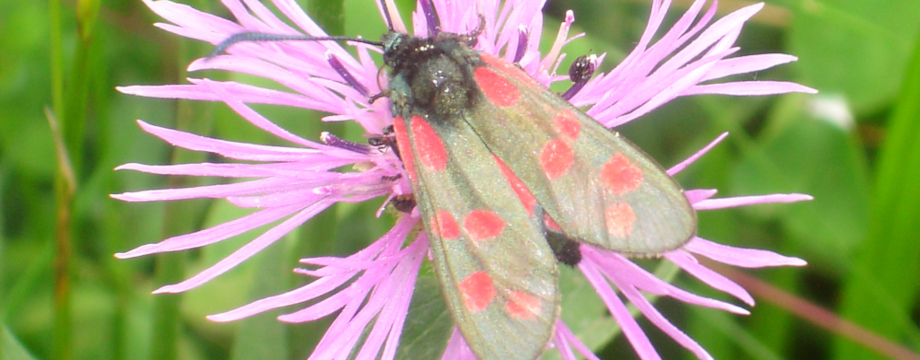 Moth on flower