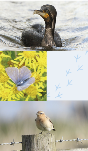 A duck in the water, a butterfly on a yellow flower, a clear view of the lake, and a bird on a fencepost.