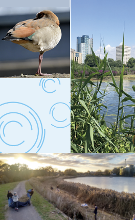 A montage showing a bird under its wing, a view of the lake with buildings in the background, a bird swooping over the lake and people working on the edge of the lake.