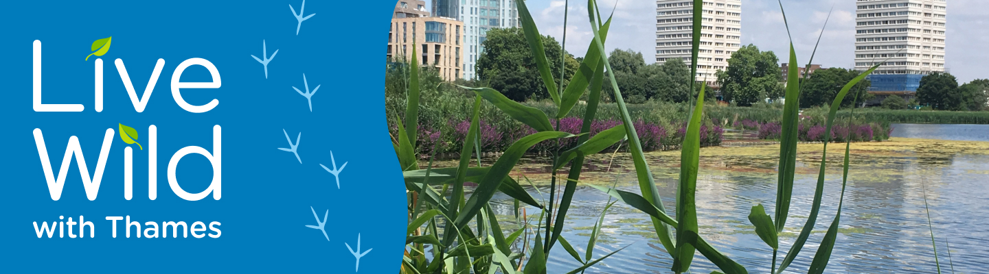 Woodberry Wetlands