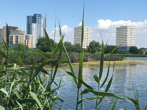Tall office blocks can be seen in the background with water and green reeds in front under a blue sky.