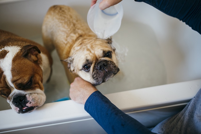 Photographs of dogs in the bath