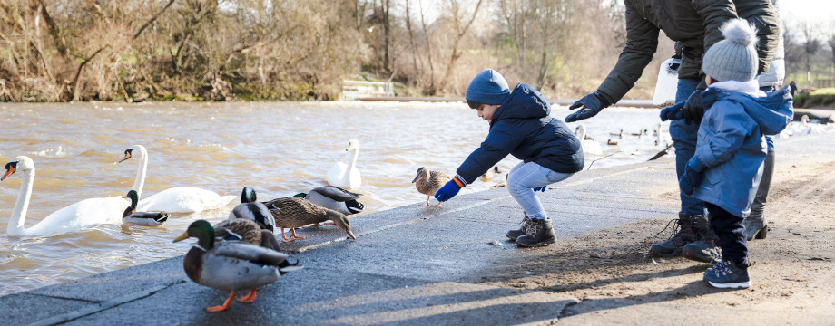 Family feeding the ducks and swans on a river