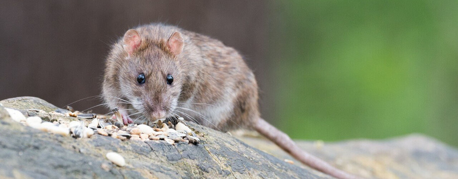 Rat eating seeds