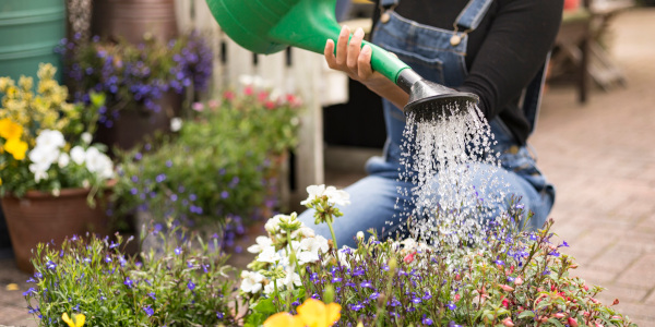 Person watering flowers with a watering can