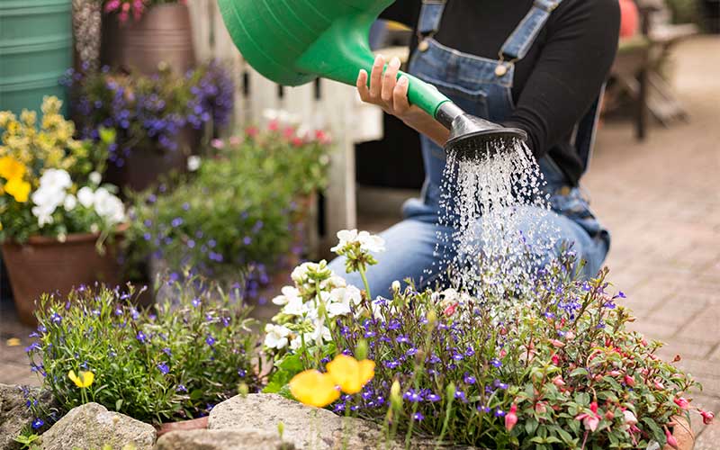 A Person Waters Their Garden With A Watering Can