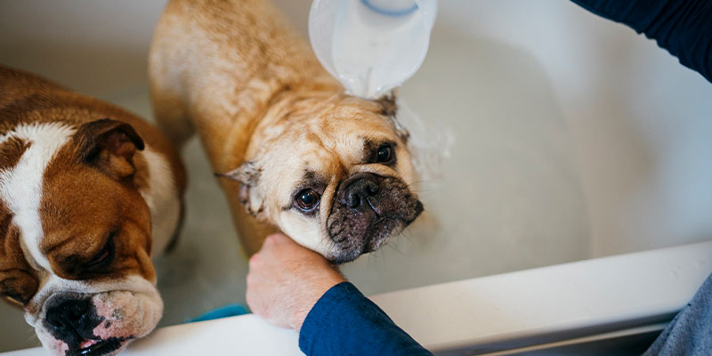 Dogs having a bath