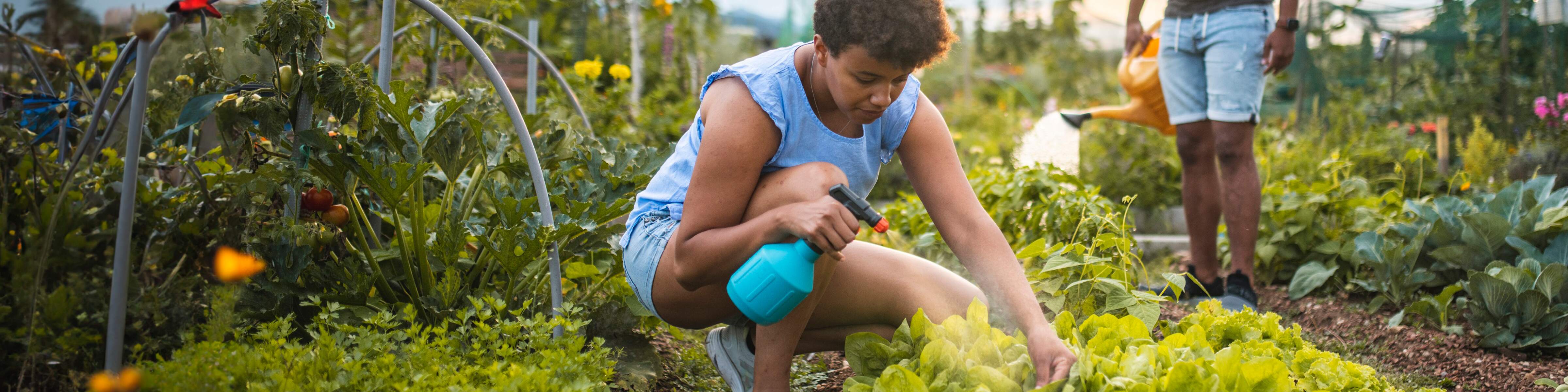 A lady gardening in the sunshine