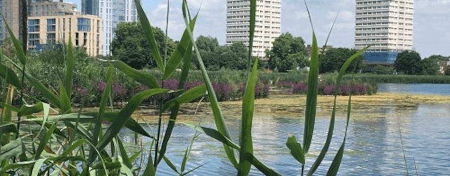 Image of Woodberry Wetlands