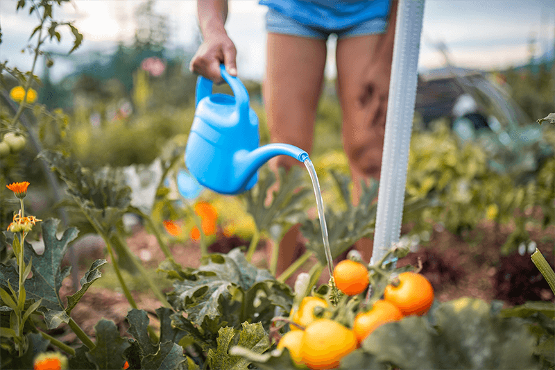 Watering with watering can plants at allotment