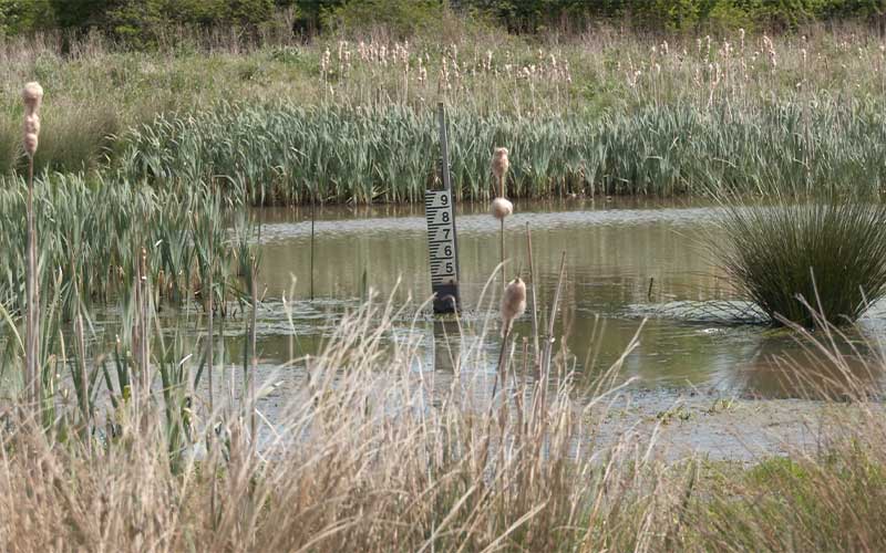 Low water at Littlestock Brook and Wetlands