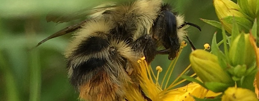 A bee landing on a flower
