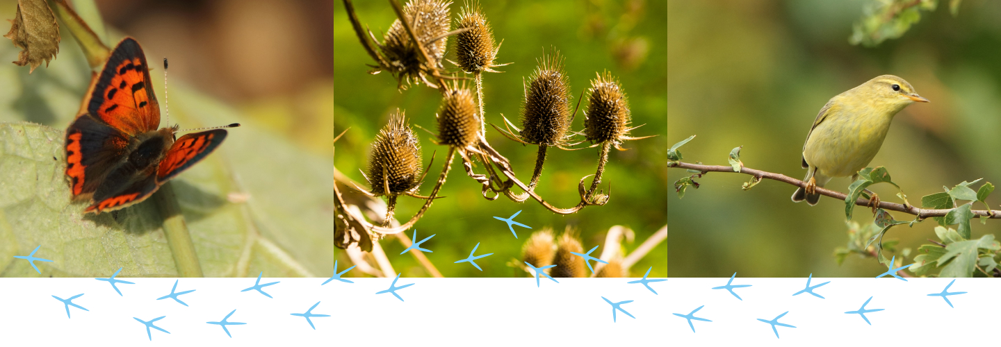 Montage of the wildlife at Woodberry Wetlands